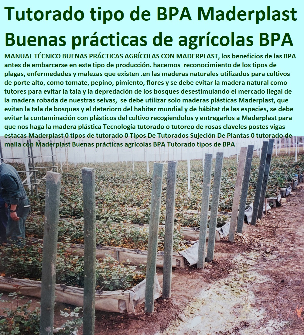 Tecnología tutorado o tutoreo de rosas claveles postes vigas estacas Maderplast 0 tipos de tutorado 0 Tipos De Tutorados Sujeción De Plantas 0 tutorado de malla con Maderplast Buenas prácticas agrícolas BPA Tutorado tipos de BPA Tecnología tutorado o tutoreo de rosas claveles postes vigas estacas Maderplast 0 tipos de tutorado 0 Tipos De Tutorados Sujeción De Plantas 0 tutorado de malla con Maderplast Buenas prácticas agrícolas BPA HIDROPONÍA, AGRICULTURA, COSECHA, POSCOSECHA, Tutores para Flores cable vía Bananas Aromáticas, Cultivos Tecnificados, Invernaderos, Semilleros, Bancos De Siembra, Tutorado tipos de BPA